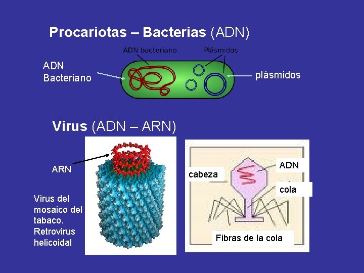 Procariotas – Bacterias (ADN) ADN Bacteriano plásmidos Virus (ADN – ARN) ARN Virus del