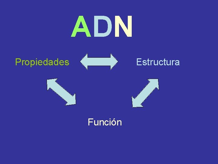  ADN Estructura Propiedades Función 