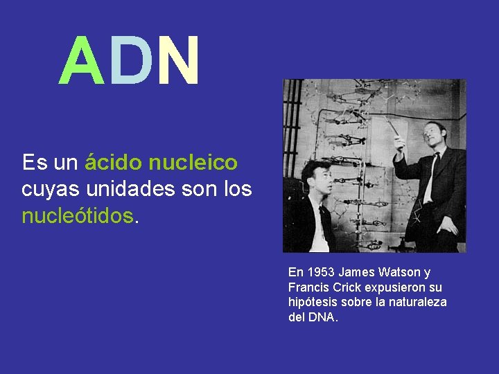  ADN Es un ácido nucleico cuyas unidades son los nucleótidos. En 1953 James