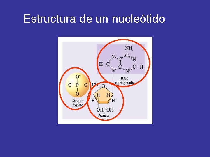 Estructura de un nucleótido 