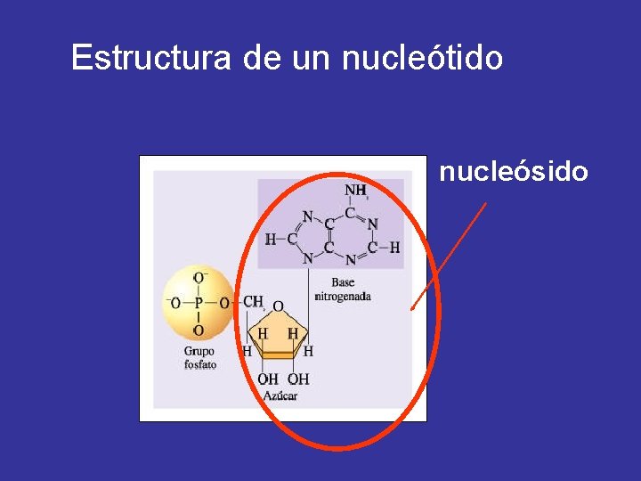 Estructura de un nucleótido nucleósido 