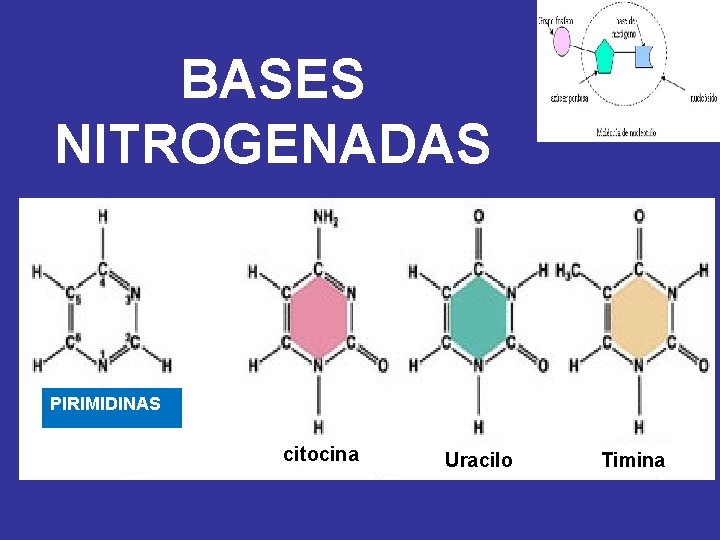 BASES NITROGENADAS PIRIMIDINAS citocina Uracilo Timina 