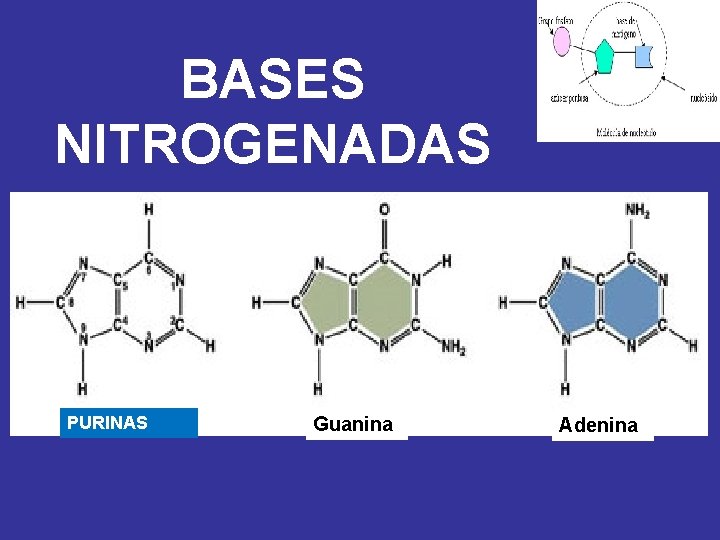 BASES NITROGENADAS PURINAS Guanina Adenina 