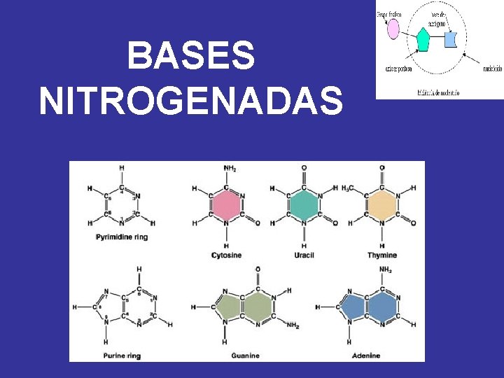 BASES NITROGENADAS 