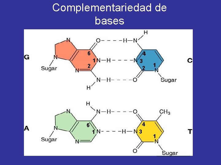 Complementariedad de bases 9 Azúcar 6 2 4 1 3 2 1 Azúcar Puentes