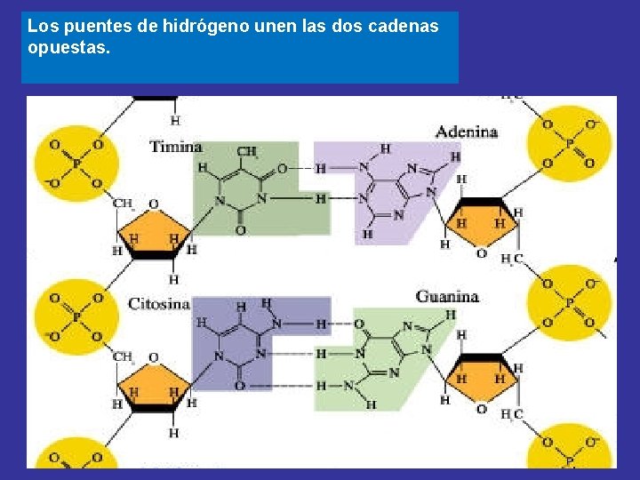 Los puentes de hidrógeno unen las dos cadenas opuestas. 