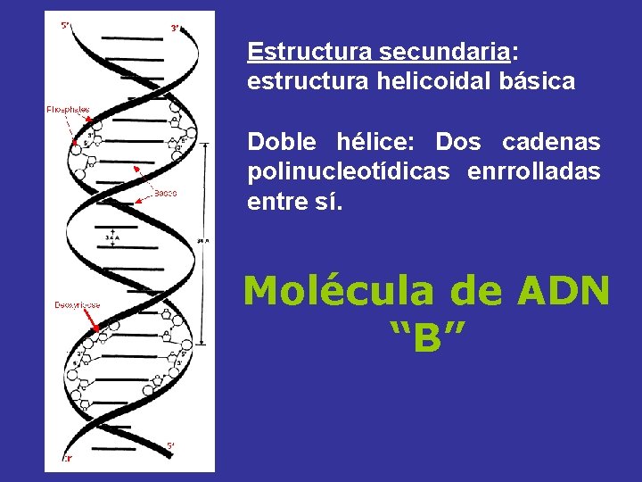 Estructura secundaria: estructura helicoidal básica Doble hélice: Dos cadenas polinucleotídicas enrrolladas entre sí. Molécula