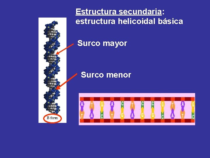 Estructura secundaria: estructura helicoidal básica Surco mayor Surco menor 