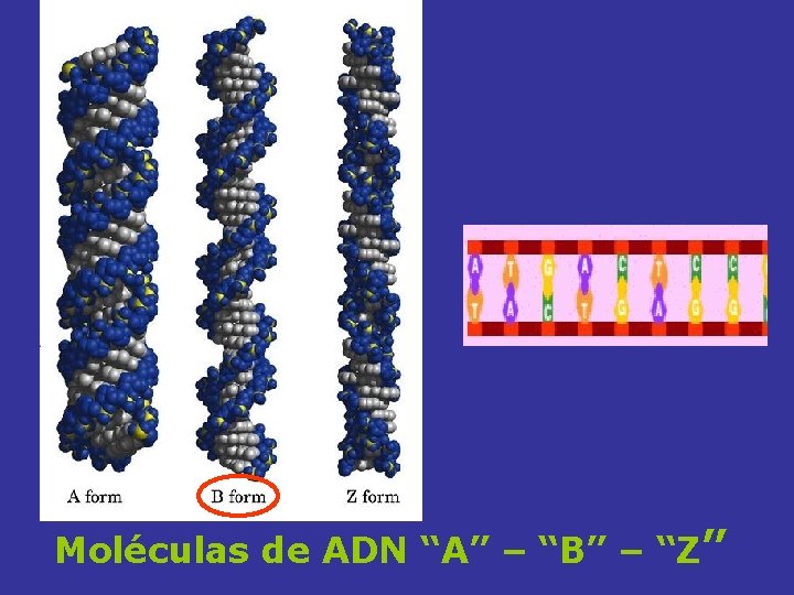 Moléculas de ADN “A” – “B” – “Z” 