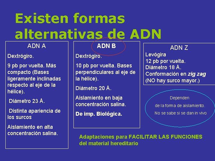 Existen formas alternativas de ADN A ADN B Dextrógiro. 9 pb por vuelta. Más