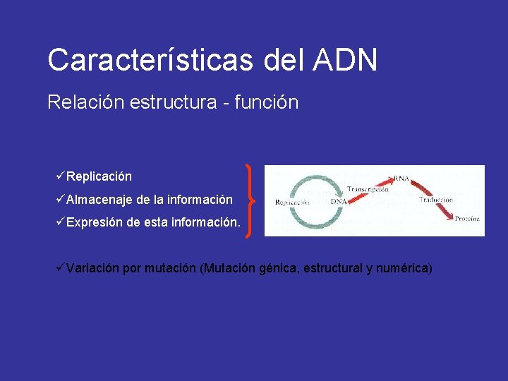 Características del ADN Relación estructura - función üReplicación üAlmacenaje de la información üExpresión de