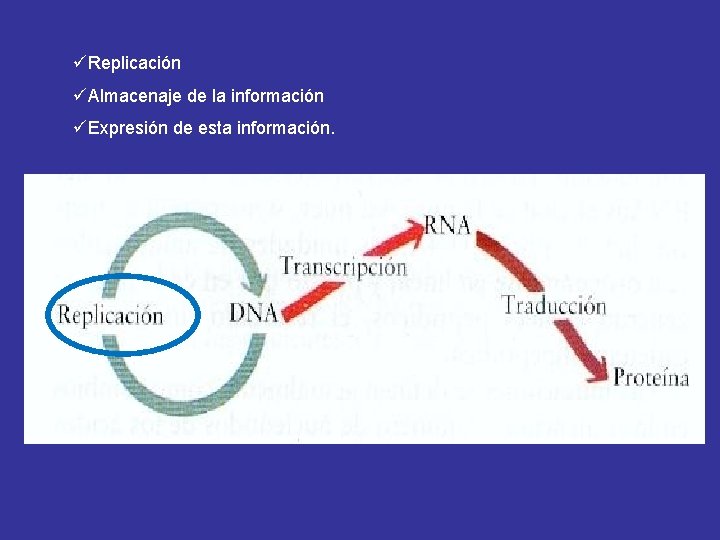 üReplicación üAlmacenaje de la información üExpresión de esta información. 