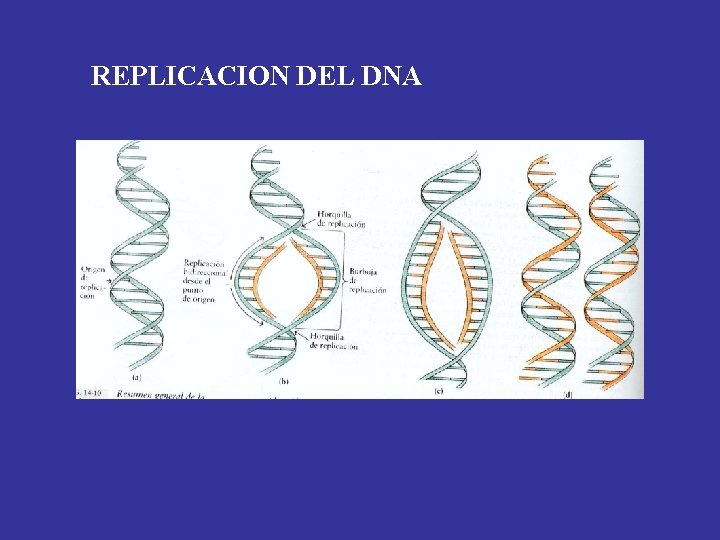 REPLICACION DEL DNA PAG. 250 