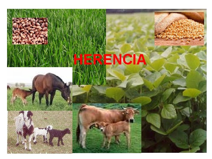 HERENCIA 