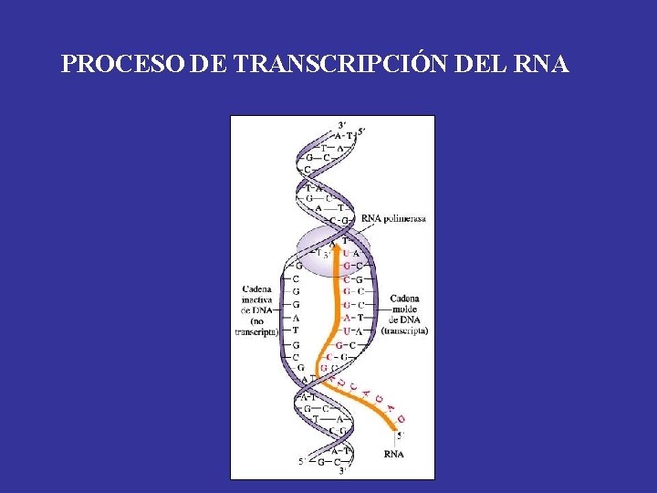 PROCESO DE TRANSCRIPCIÓN DEL RNA 