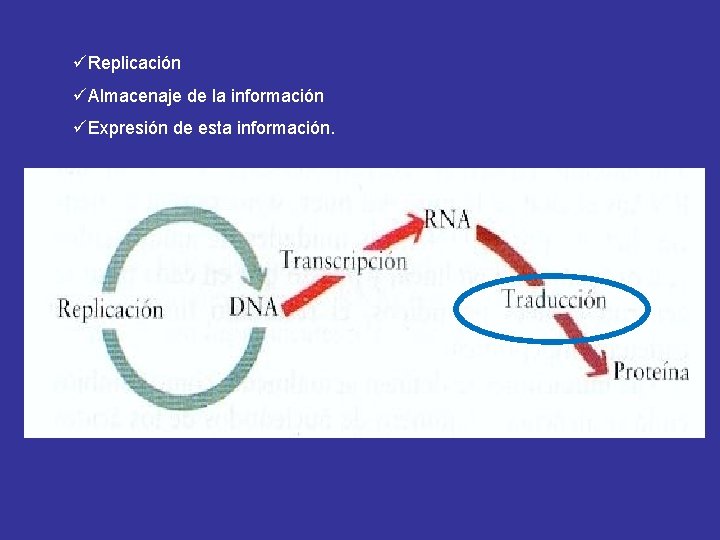 üReplicación üAlmacenaje de la información üExpresión de esta información. 