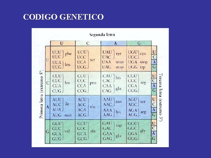 CODIGO GENETICO 