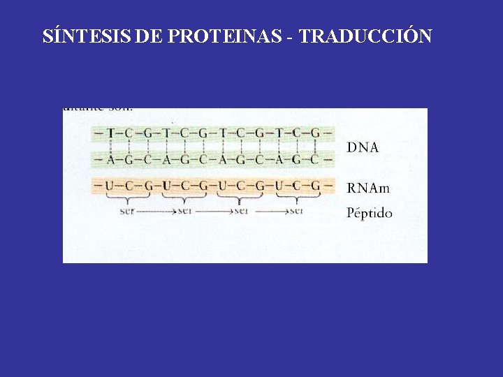 SÍNTESIS DE PROTEINAS - TRADUCCIÓN 