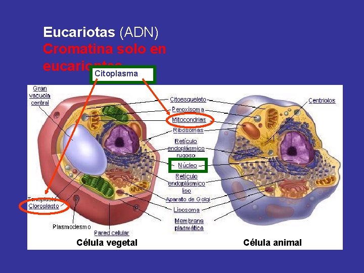 Eucariotas (ADN) Cromatina solo en eucariontes Citoplasma Célula vegetal Célula animal 