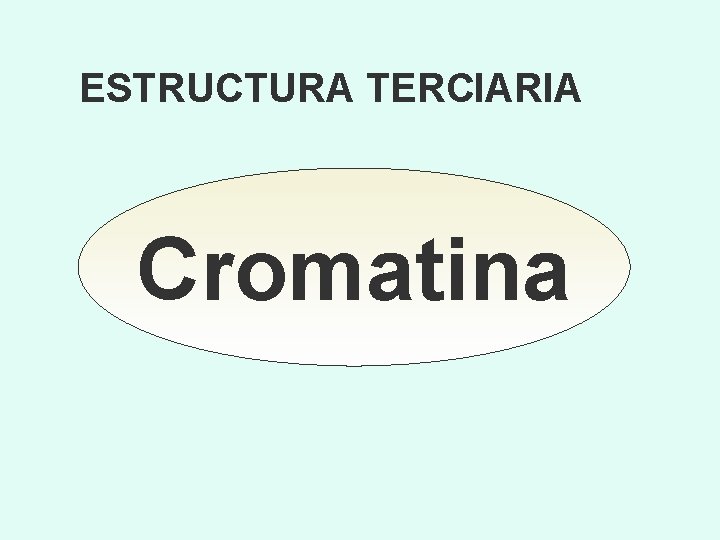 ESTRUCTURA TERCIARIA Cromatina 