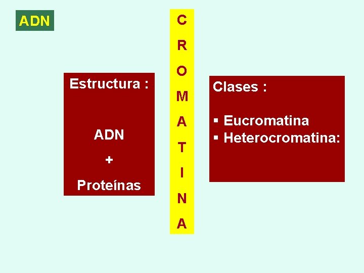 C ADN R Estructura : ADN + Proteínas O M A T I N