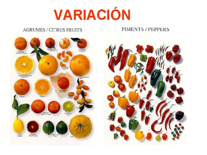 VARIACIÓN 