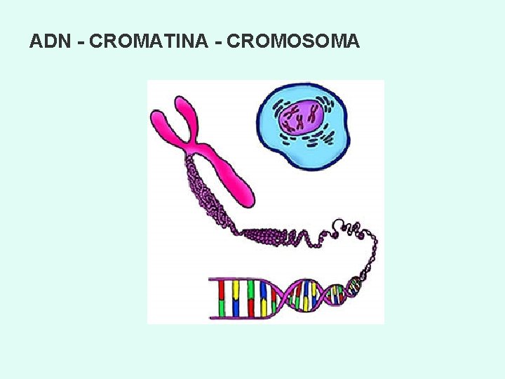 ADN - CROMATINA - CROMOSOMA 