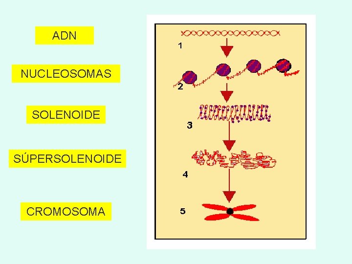 ADN NUCLEOSOMAS SOLENOIDE SÚPERSOLENOIDE CROMOSOMA 
