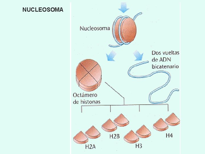 NUCLEOSOMA 