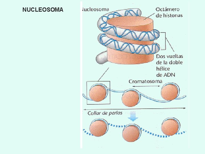 NUCLEOSOMA 