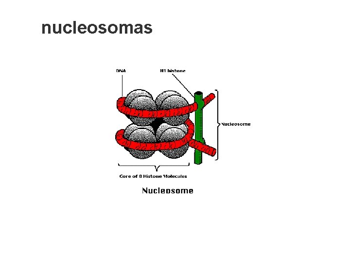 nucleosomas 