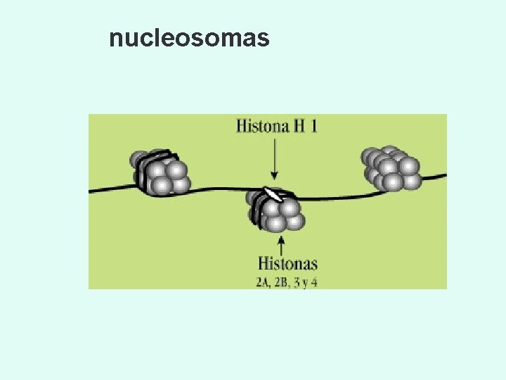 nucleosomas 