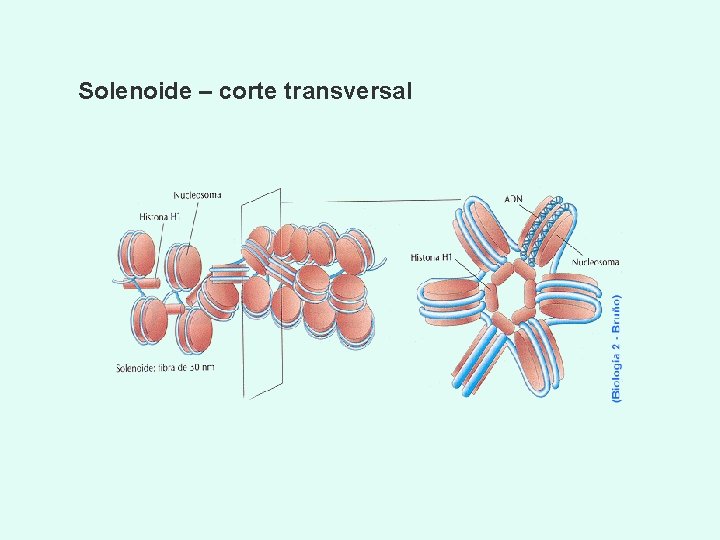 Solenoide – corte transversal 