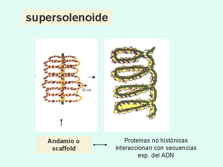 supersolenoide Andamio o scaffold Proteinas no histónicas interaccionan con secuencias esp. del ADN 