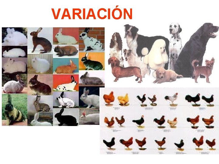 VARIACIÓN 