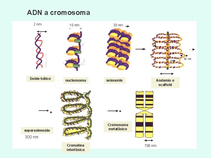ADN a cromosoma 2 nm Doble hélice 10 nm nucleosoma 30 nm solenoide Andamio