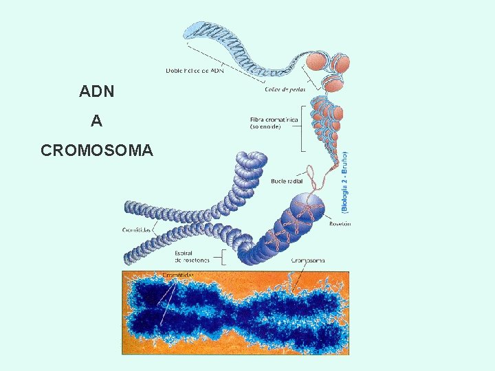 ADN A CROMOSOMA 