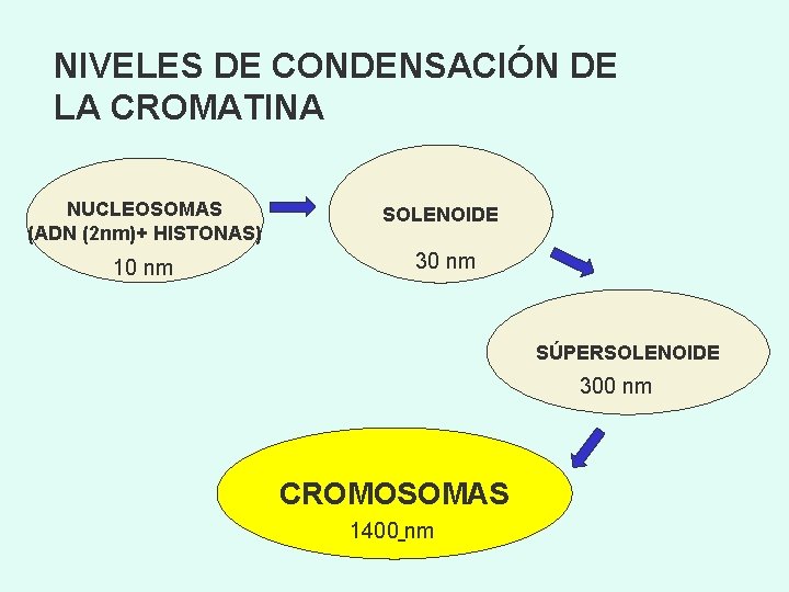 NIVELES DE CONDENSACIÓN DE LA CROMATINA NUCLEOSOMAS (ADN (2 nm)+ HISTONAS) SOLENOIDE 10 nm