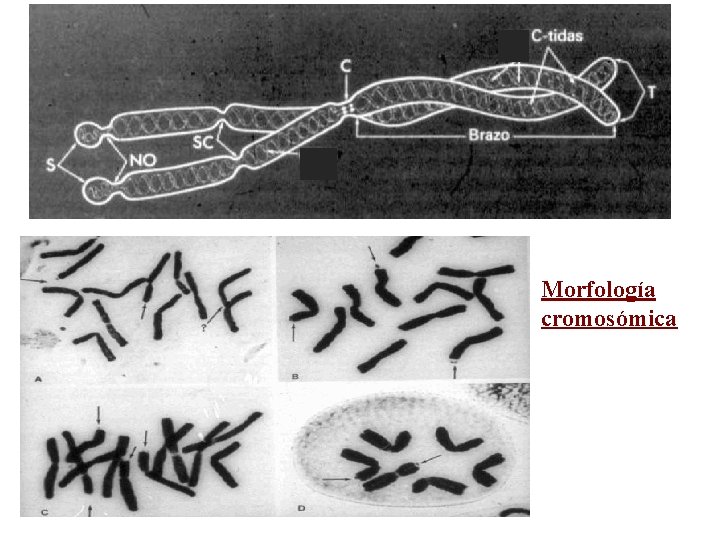 Morfología cromosómica 