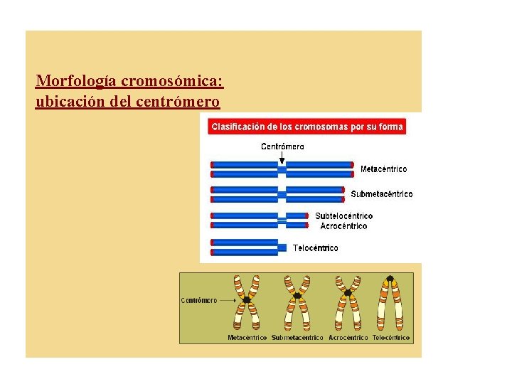 Morfología cromosómica: ubicación del centrómero metacéntrico submetacéntrico acrocéntrico 
