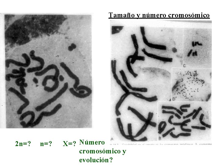 Tamaño y número cromosómico 2 n=? X=? Número cromosómico y evolución? 