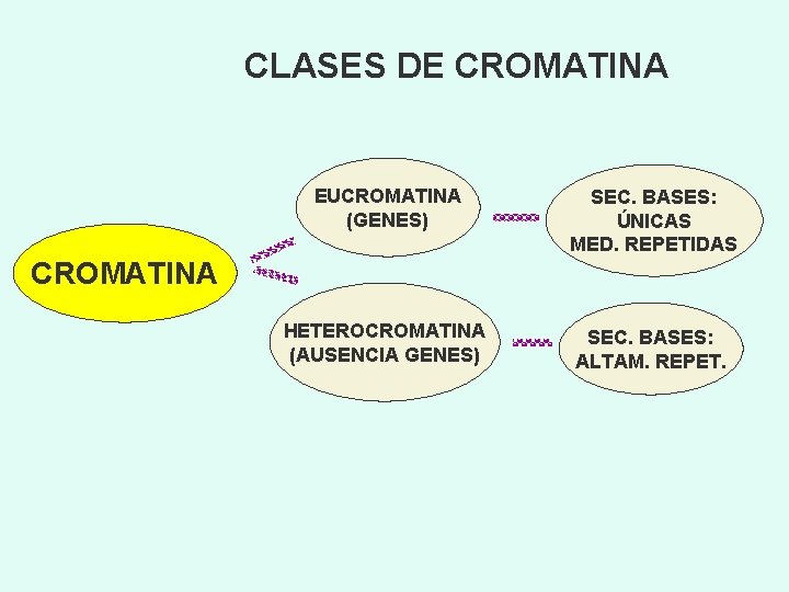 CLASES DE CROMATINA EUCROMATINA (GENES) SEC. BASES: ÚNICAS MED. REPETIDAS HETEROCROMATINA (AUSENCIA GENES) SEC.