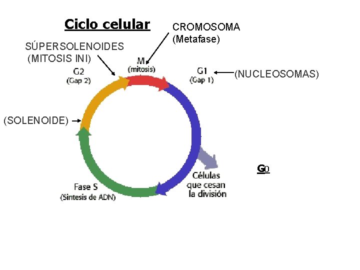 Ciclo celular SÚPERSOLENOIDES (MITOSIS INI) CROMOSOMA (Metafase) (NUCLEOSOMAS) (SOLENOIDE) G 0 