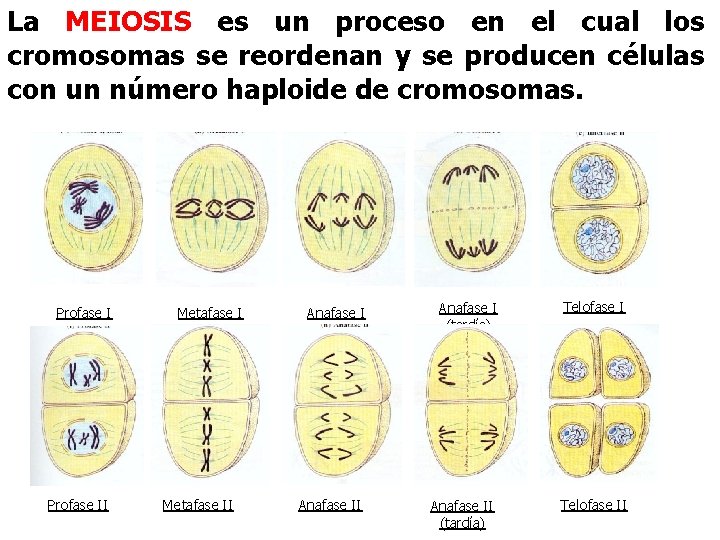 La MEIOSIS es un proceso en el cual los cromosomas se reordenan y se