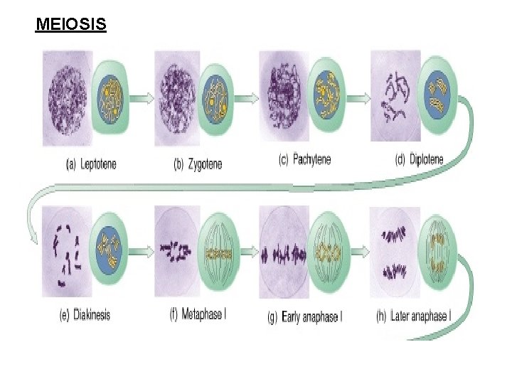 MEIOSIS 