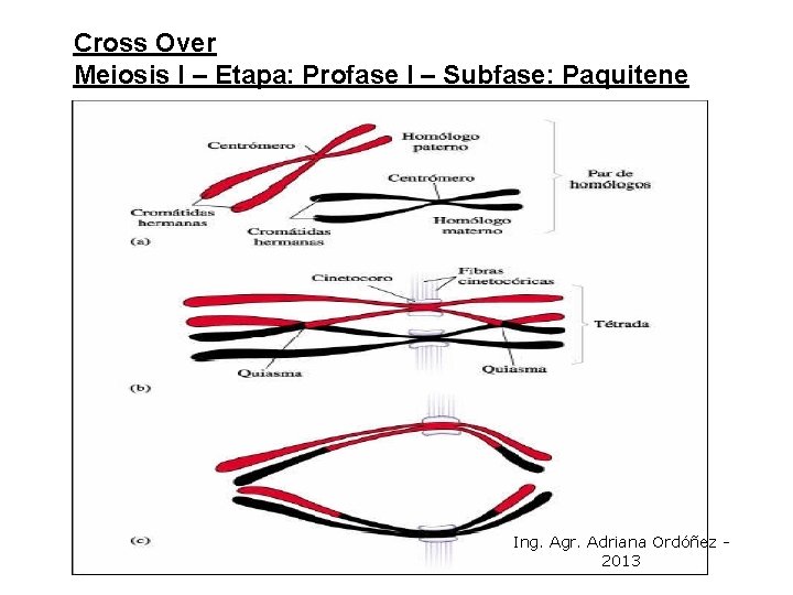 Cross Over Meiosis I – Etapa: Profase I – Subfase: Paquitene Ing. Agr. Adriana