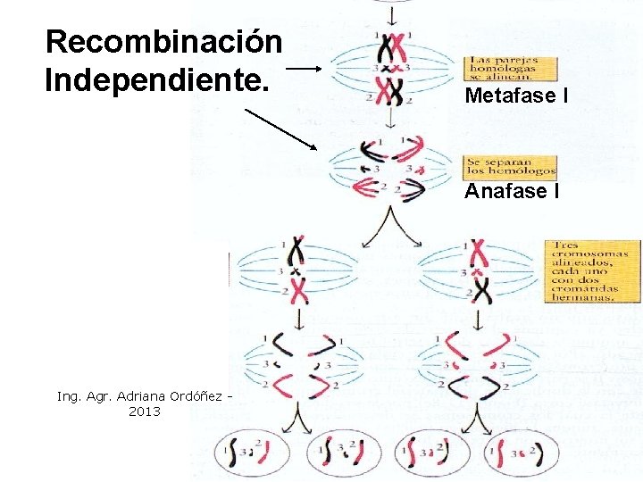 Recombinación Independiente. Metafase I Anafase I A A Ing. Agr. Adriana Ordóñez 2013 