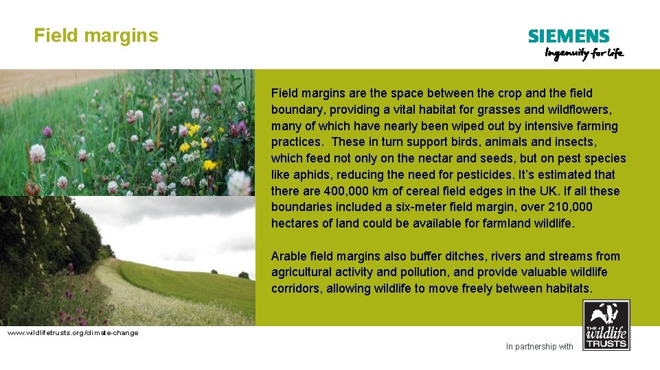 Field margins are the space between the crop and the field boundary, providing a