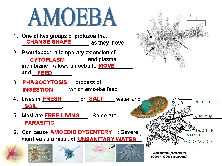 1. One of two groups of protozoa that CHANGE SHAPE ___________ as they move.
