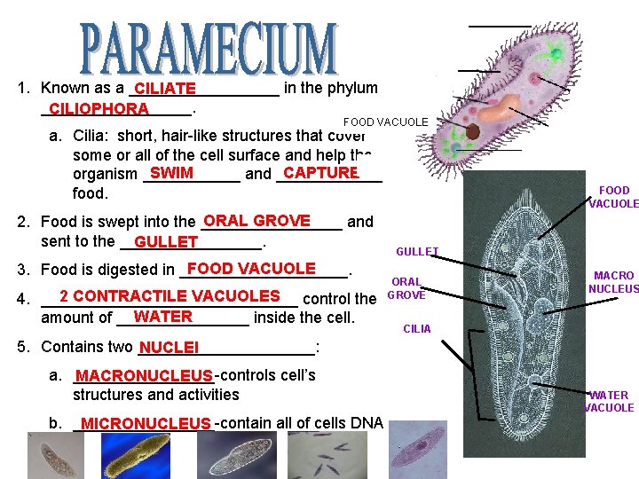 1. Known as a _________ in the phylum CILIATE _________. CILIOPHORA FOOD VACUOLE a.